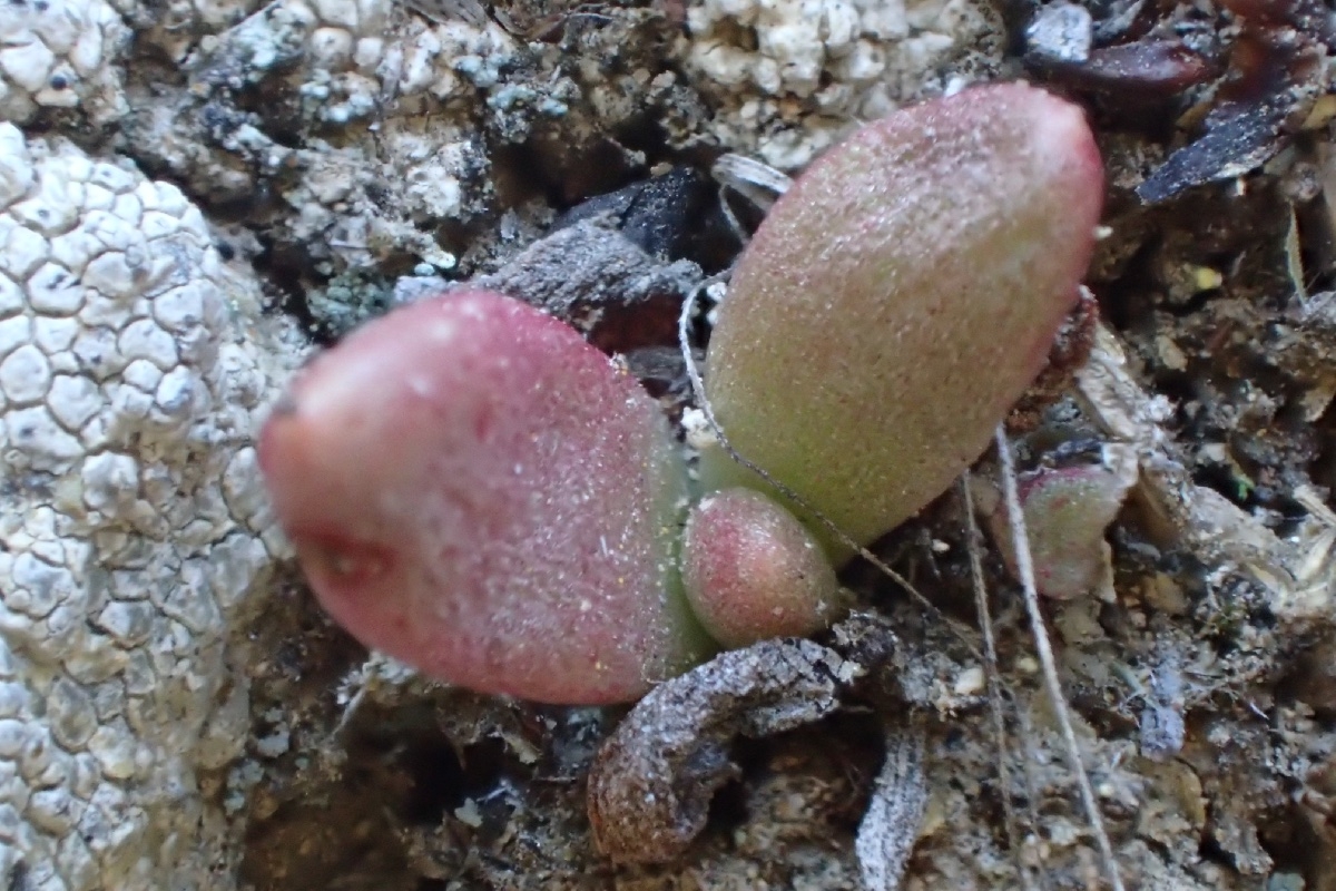 photo on Calflora