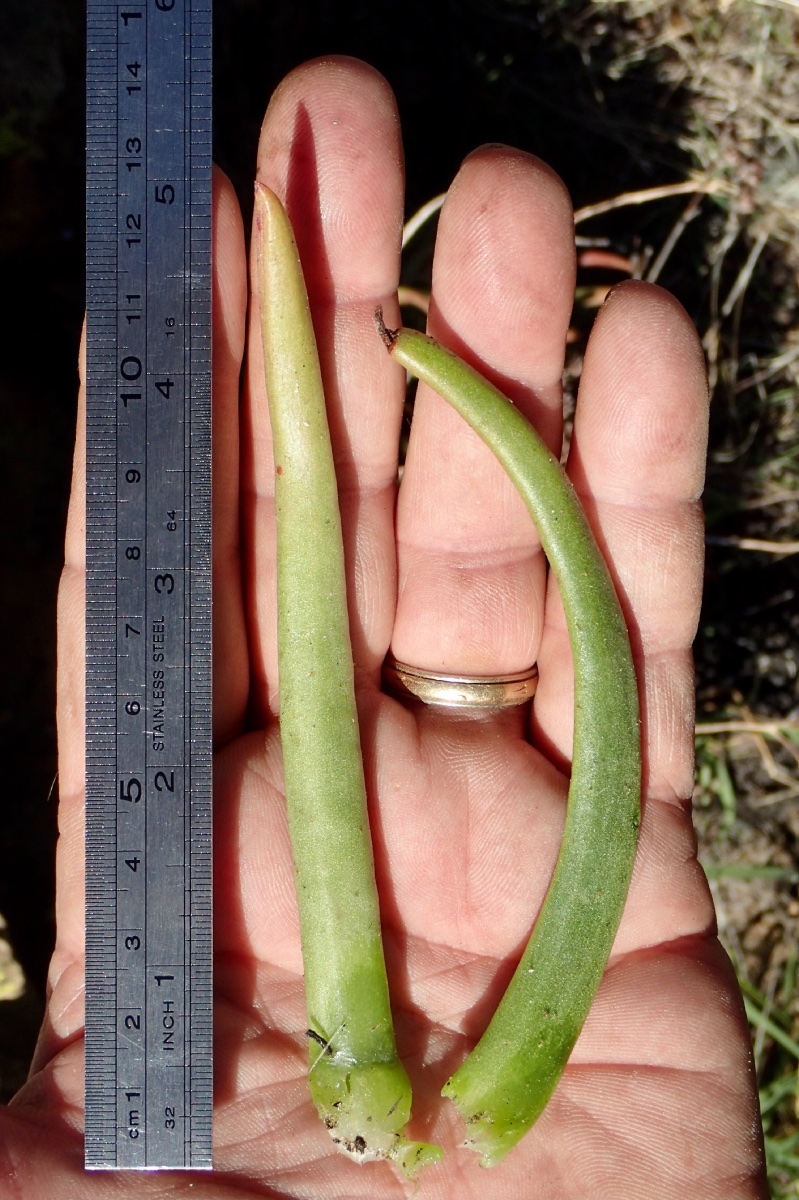 photo on Calflora