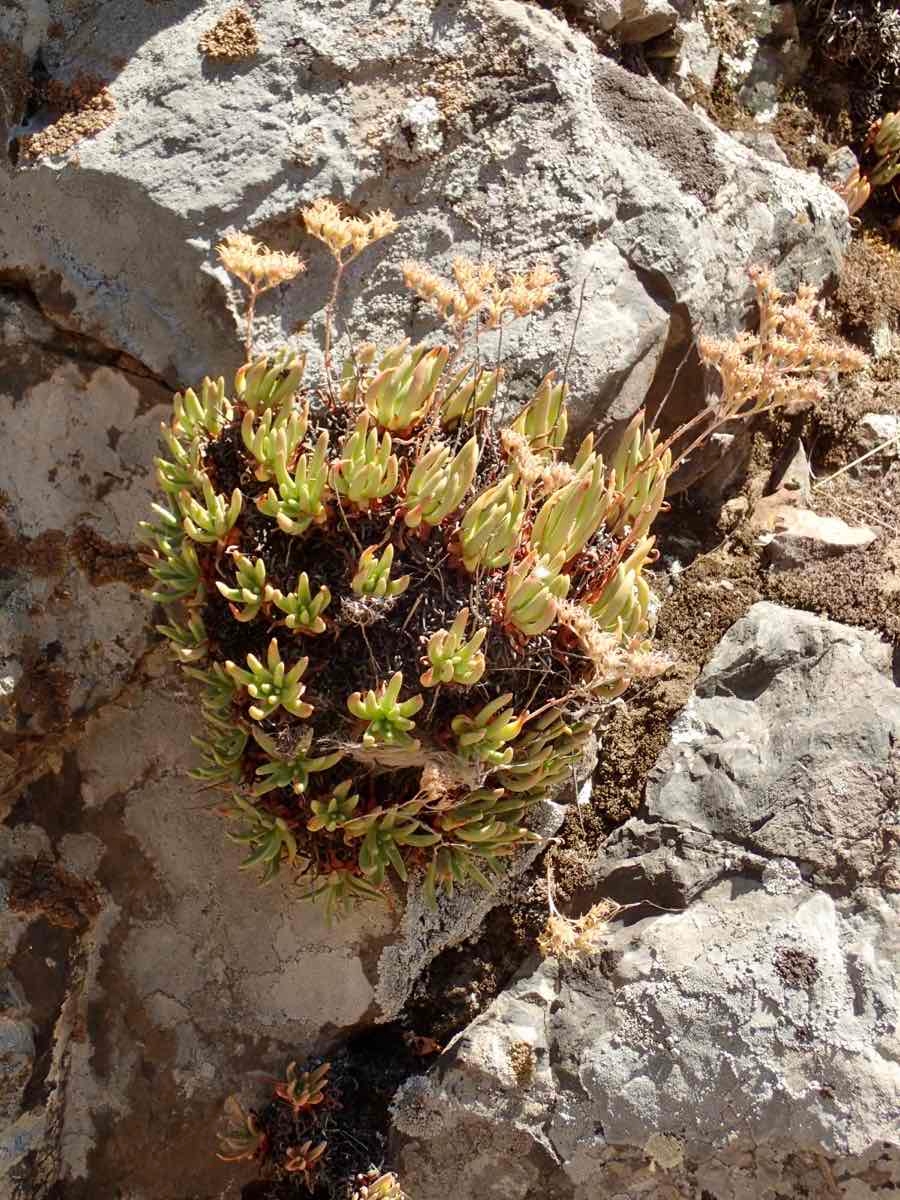 photo on Calflora
